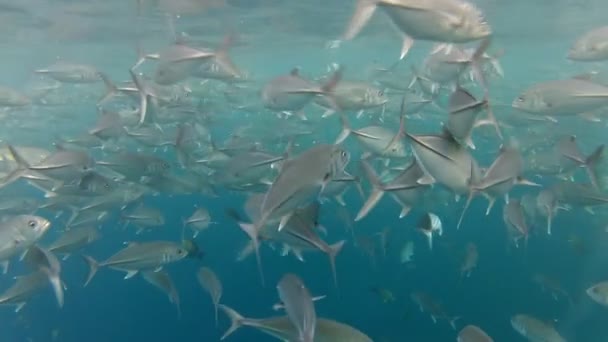 Shoal van fish jack in tulamben — Stockvideo