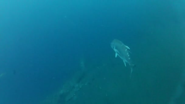 Banc de poissons gris dans le tulamben — Video