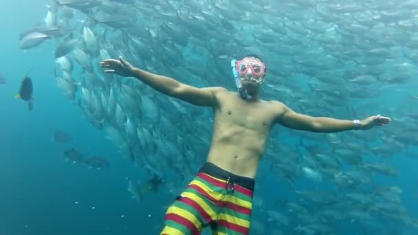 Person swimming among jack fish — Stock Video