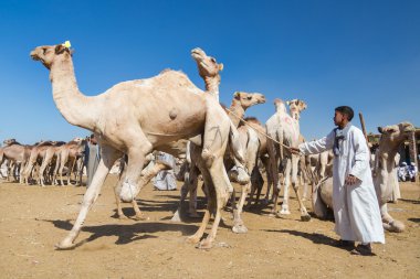  Deve pazarında deve satıcısı 