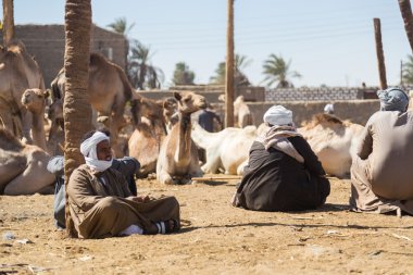  Deve pazarında deve satıcı 