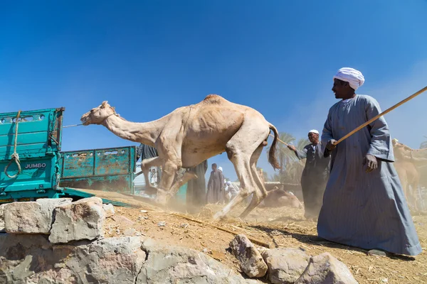 Vendedores cargando camellos a camión —  Fotos de Stock