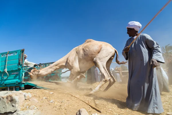 Vendedores cargando camellos a camión — Foto de Stock
