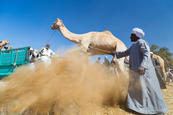 Verkopers kamelen naar vrachtwagen laden — Stockfoto