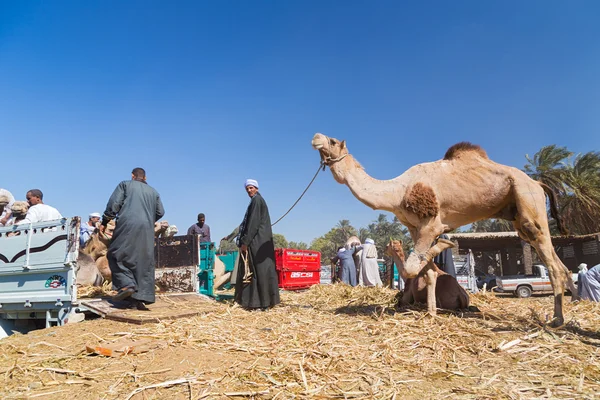 Verkopers nloading kamelen van vrachtwagen — Stockfoto