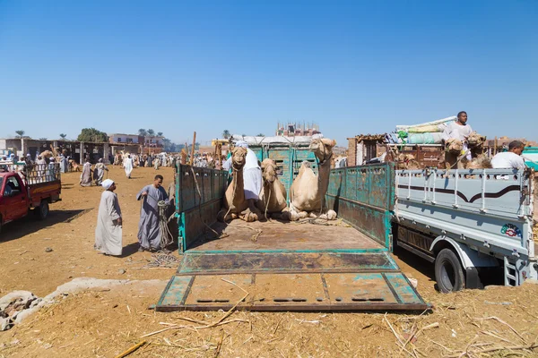Kamelen achterop vrachtwagen — Stockfoto