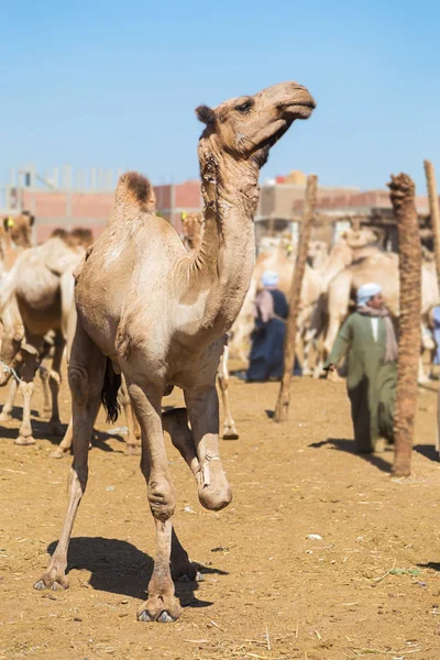 Salesmen unloading camels from pick up trucks — Stock Photo, Image