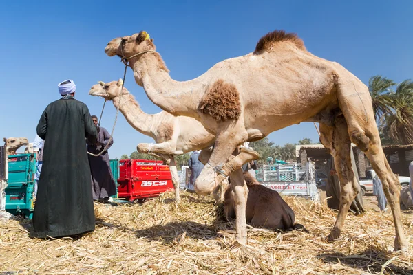 Vendedores de camellos en el mercado de camellos —  Fotos de Stock