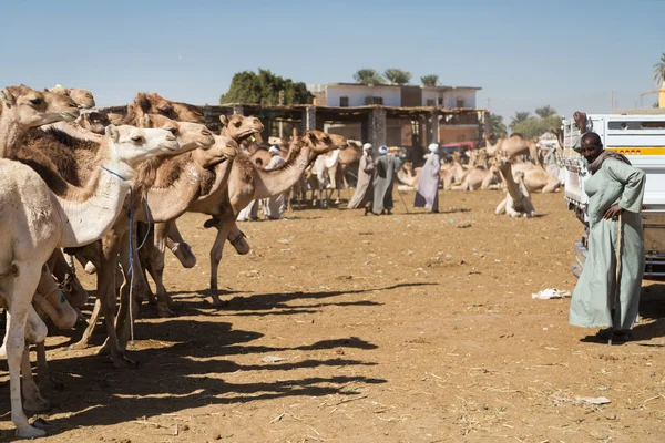 Vendedor de camellos de pie por camión de recogida —  Fotos de Stock