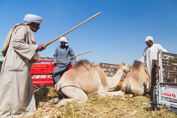 Vendedores de camellos en el mercado de camellos —  Fotos de Stock