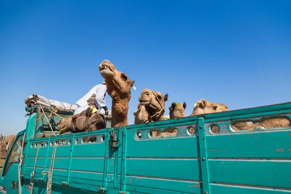 Καμήλες που φορτώνονται στο πίσω μέρος του φορτηγού — Φωτογραφία Αρχείου