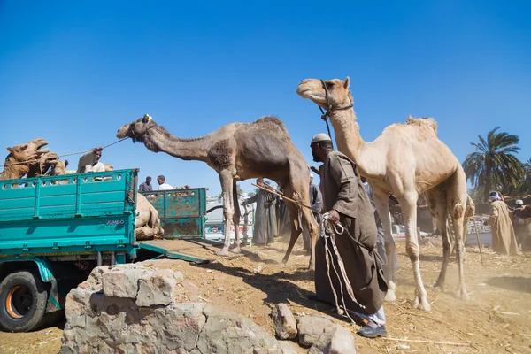 Vendedores de camellos en el mercado de camellos —  Fotos de Stock