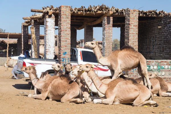 Camellos junto a camioneta — Foto de Stock