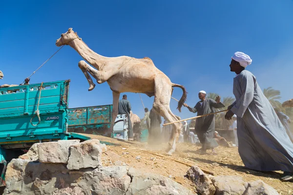 Kamelverkäufer auf dem Kamelmarkt — Stockfoto