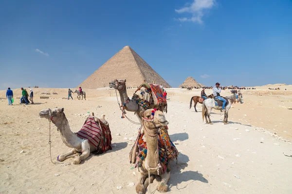 Camelos para alugar em frente à Pirâmide — Fotografia de Stock