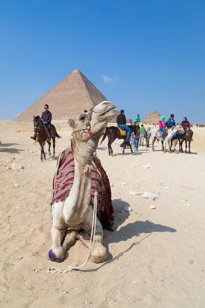 Kamel zu vermieten vor der Pyramide von Giza — Stockfoto