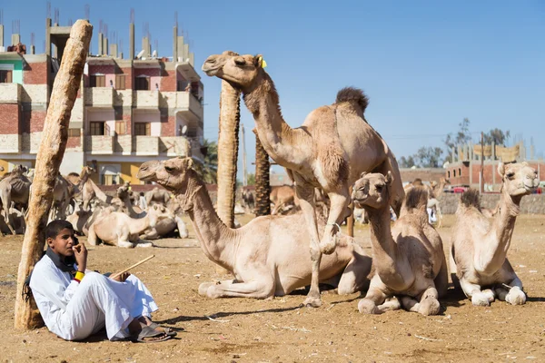 Vendedor de camellos sentado al lado de los camellos —  Fotos de Stock