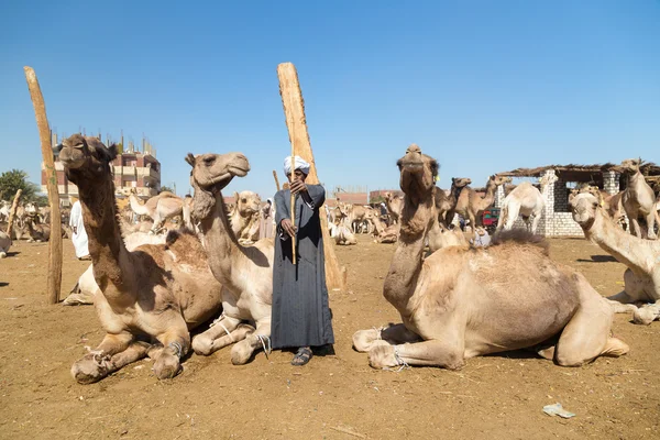 Camel salesman with stick — Stock Photo, Image