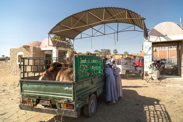 Верблюди, завантажені на задній частині вантажівки — стокове фото