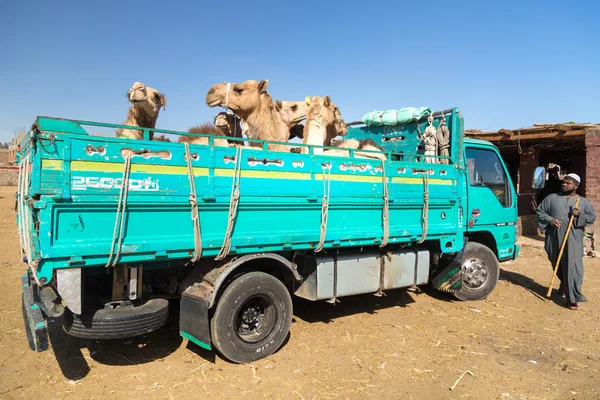 Camels chargés à l'arrière du camion — Photo