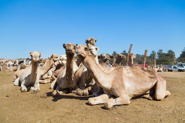 Camelos no mercado de camelos — Fotografia de Stock