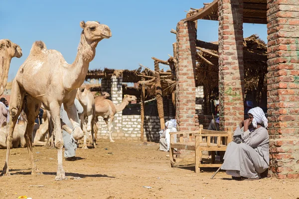 Продавец верблюдов сидит у разрушенного дома — стоковое фото