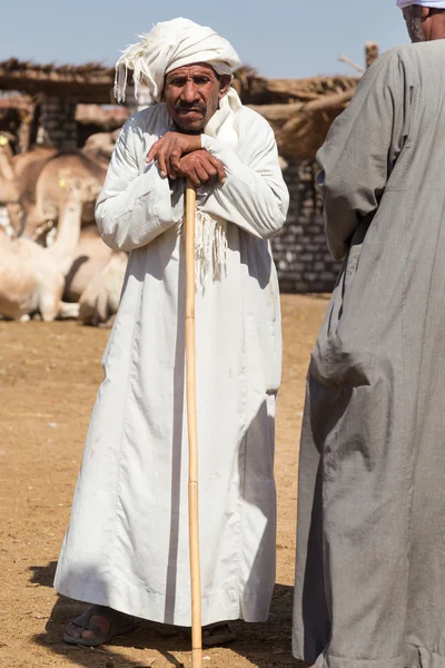 Пожилой продавец верблюдов с палкой — стоковое фото