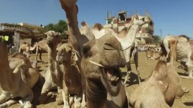 deve Camel, closeup piyasa Daraw, Mısır