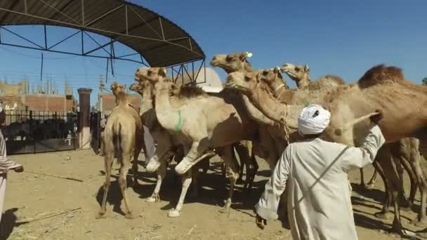 Vendedores de camellos en el mercado de camellos con palos — Vídeos de Stock