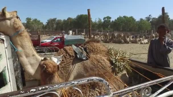 Kamelen achterop vrachtwagen op Camel markt — Stockvideo