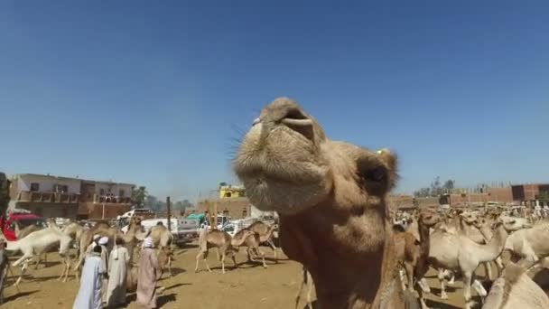 Vendedores de camellos en el mercado de camellos — Vídeos de Stock