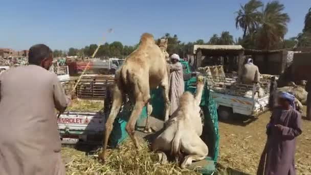 Vendeurs chargeant des chameaux sur des camions — Video