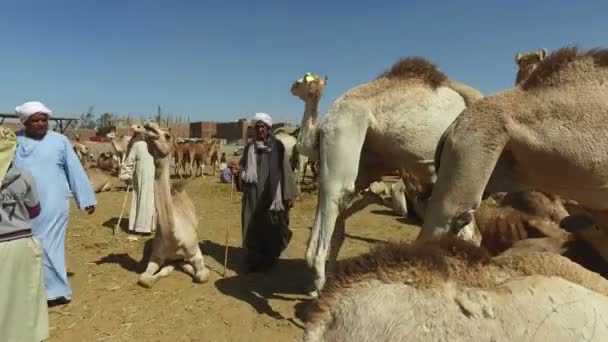 Kameel markt in Daraw, Egypte — Stockvideo