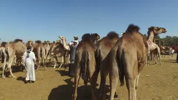 Kameel markt in Daraw, Egypte — Stockvideo