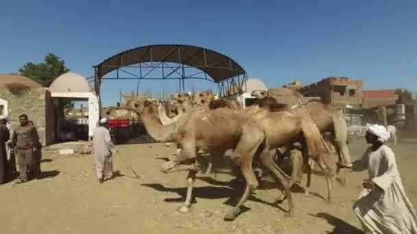 Vendedores de camellos en el mercado de camellos con palos — Vídeos de Stock