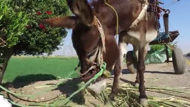 Donkey eating sugar cane leaves — Stock Video