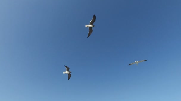 Gaviotas volando sobre el mar — Vídeos de Stock