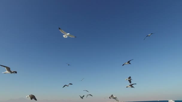 Gaviotas volando sobre el mar — Vídeos de Stock