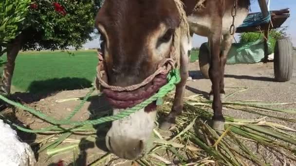 Burro comiendo hojas de caña de azúcar — Vídeos de Stock