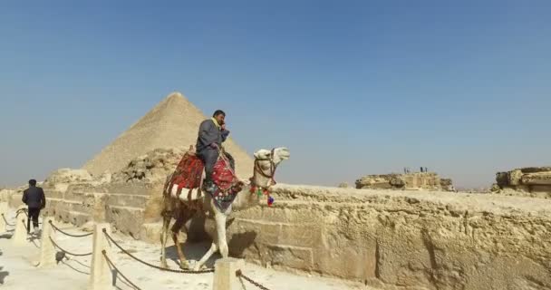 Єгипетський людина на верблюдах — стокове відео