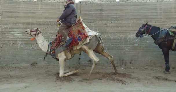 Lokale man berijden van een kameel in Giza — Stockvideo