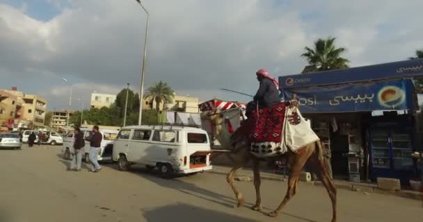 Homme chevauchant un chameau dans la rue — Video