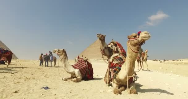 Alquiler de camellos frente a la Pirámide — Vídeos de Stock