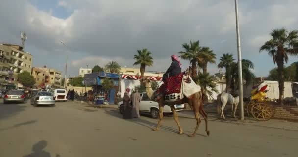Человек верхом на верблюде по улице — стоковое видео
