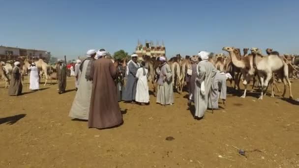 Vendeurs de chameaux sur le marché du chameau — Video