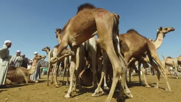 Camel market in Daraw, Egypt — Stock Video