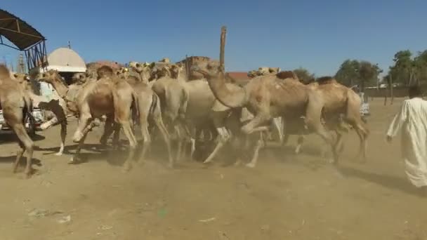 Продавцы верблюдов на рынке верблюдов с помощью палочек — стоковое видео