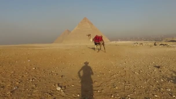 Тінь наближається до верблюда — стокове відео