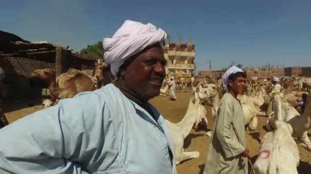 Продавцы верблюдов на рынке верблюдов с помощью палочек — стоковое видео