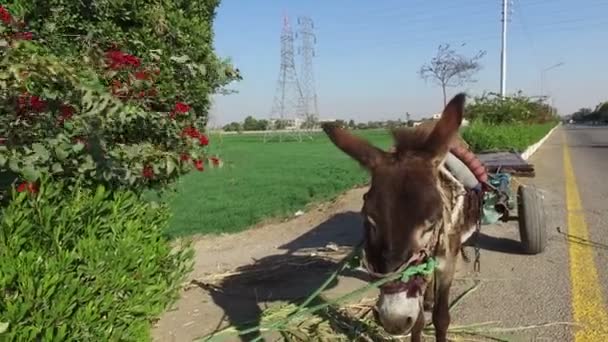 Donkey with cart alongside road — Stock Video